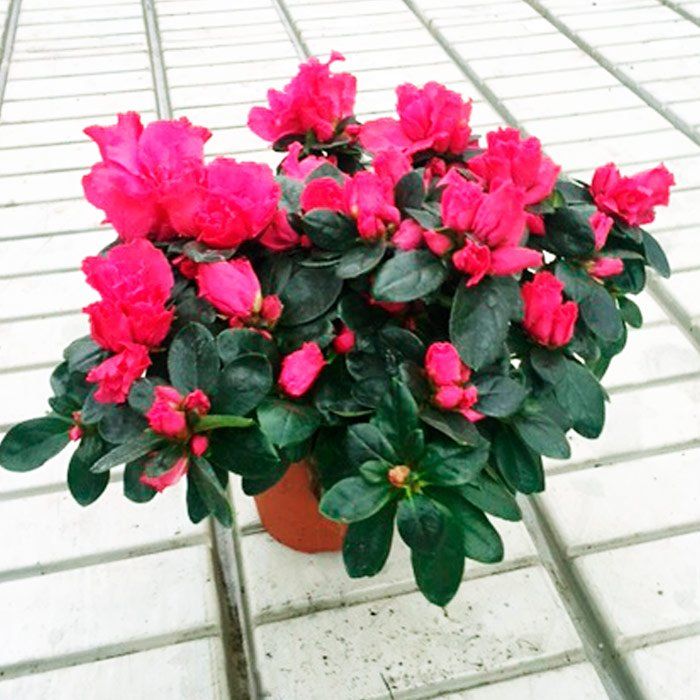 Planta de invierno Azalea con maceta de 12 cm