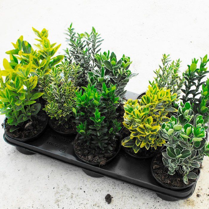 Plantas para jardines Euonymus de Cultivos P