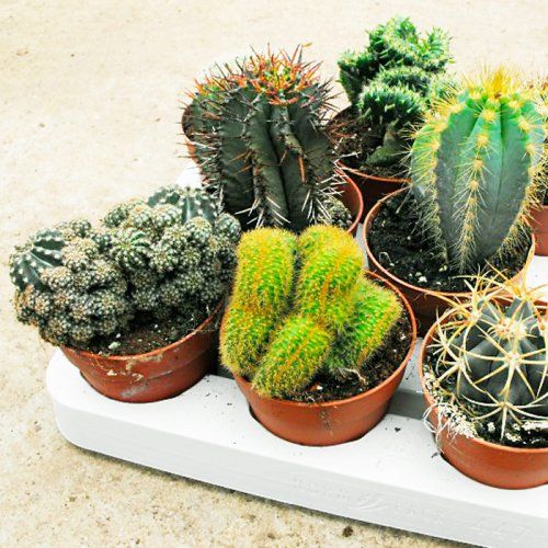 Variedad de cactus y suculentas en maceta de 8 cm
