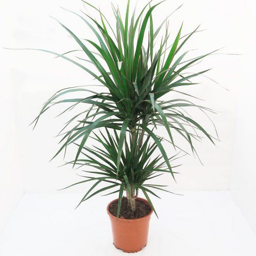 Planta de interior dracena marginata con maceta de 17 cm Planta de interior dracena marginata con maceta de 17 cm