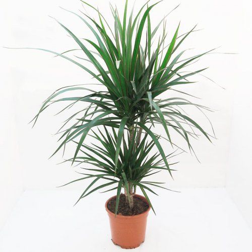 Planta de interior dracena marginata con maceta de 17 cm