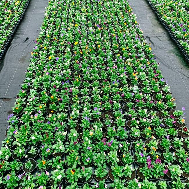 Cultivo de plantas ornamentales en nave industrial para mayoristas en Asturias