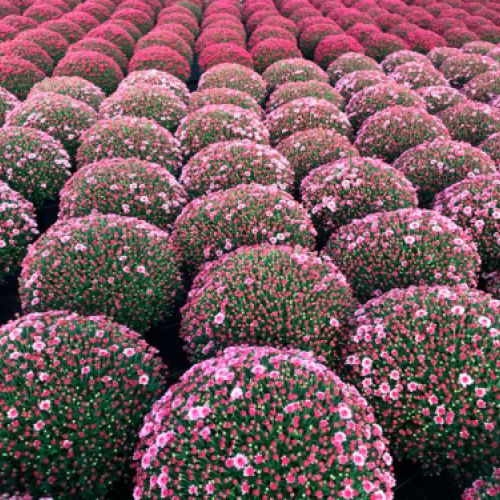 Plantación de arbustos esféricos con flor malva en vivero de Asturias