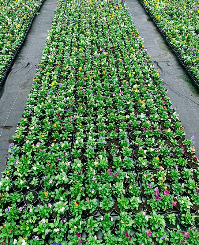 Cultivo de plantas ornamentales en nave industrial para mayoristas en Asturias Cultivo de plantas ornamentales en nave industrial para mayoristas en Asturias