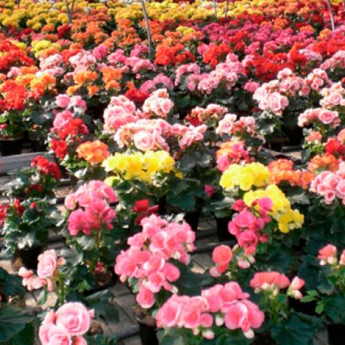 Plantación de crisantemos de colores en vivero de Asturias