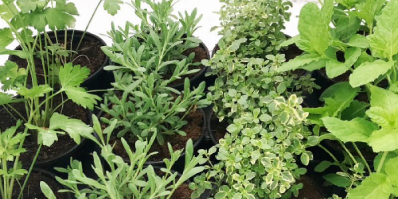 Macetas con plantas aromáticas en vivero de Asturias