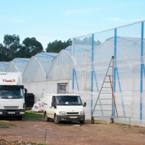 Camiones parados con rótulo de Cultivos P