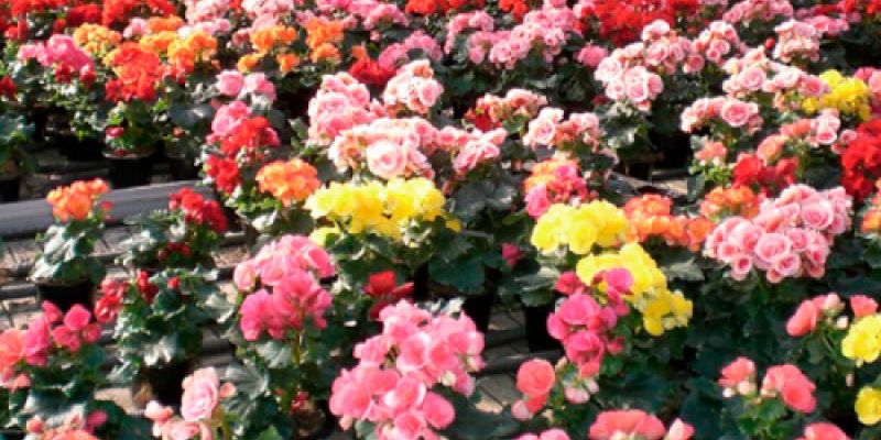 Plantación de crisantemos de colores en vivero de Asturias