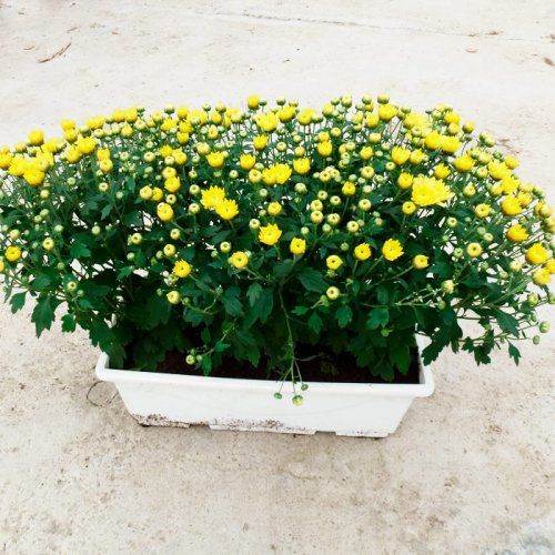 Crisantemo jardinera de 40 cm con 3 plantas Crisantemo jardinera de 40 cm con 3 plantas