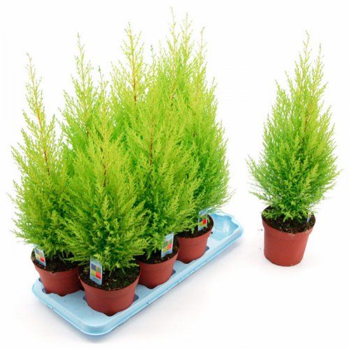 Planta Gold crest de Cultivos P