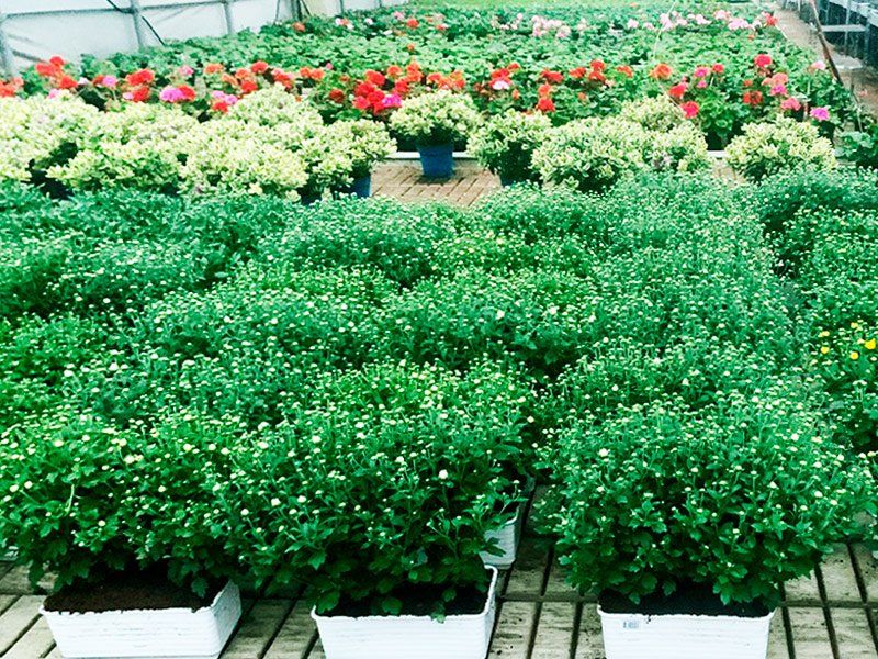 Cultivo de plantas en macetas para venta al por mayor de plantas en Asturias