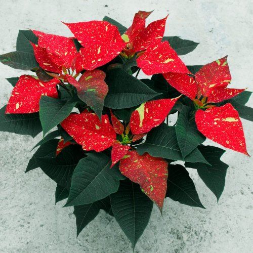 Planta Poinsettia o flor de pascua jaspeada en maceta de 14 cm