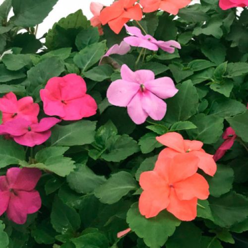 Plantas en flor en vívero de Asturias