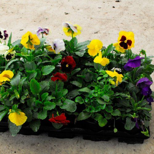 Pensamiento, planta de invierno, en macetas de 10,5 cm Pensamiento, planta de invierno, en macetas de 10,5 cm