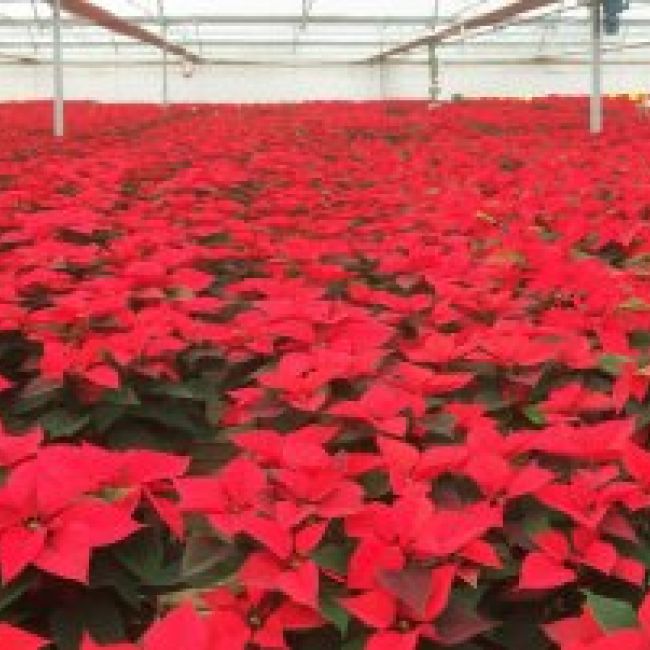 Cultivo de flores de pascua para mayoristas en Asturias