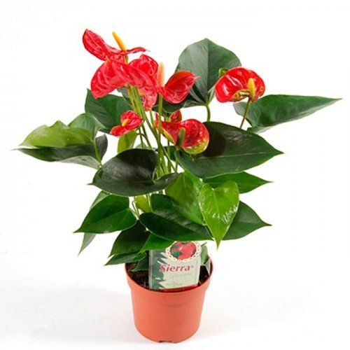 Planta de interior Anthurium en maceta de 12 cm Planta de interior Anthurium en maceta de 12 cm