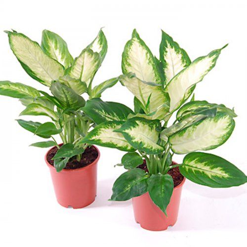 Planta Dieffenbachia de interior con maceta Planta Dieffenbachia de interior con maceta