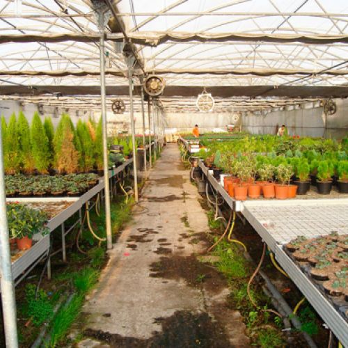 Cultivo en vivero de plantas para mayoristas en Asturias