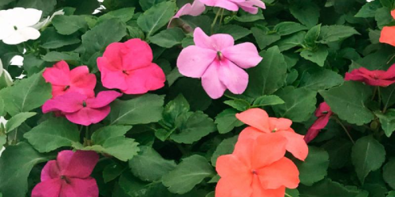 Plantas en flor en vívero de Asturias