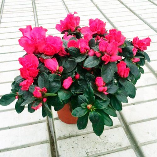Planta de invierno Azalea con maceta de 12 cm Planta de invierno Azalea con maceta de 12 cm