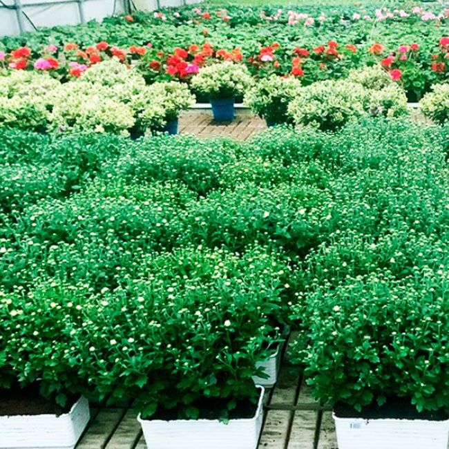 Cultivo de plantas en macetas para venta al por mayor de plantas en Asturias