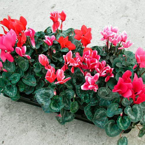Cyclamen M13 planta de invierno Cyclamen M13 planta de invierno