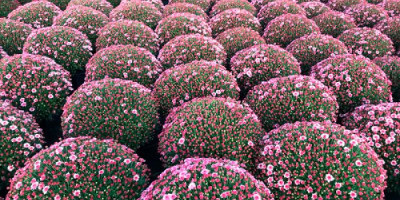 Plantación de arbustos esféricos con flor malva en vivero de Asturias