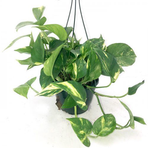 Planta de interior Potho con colgador Planta de interior Potho con colgador
